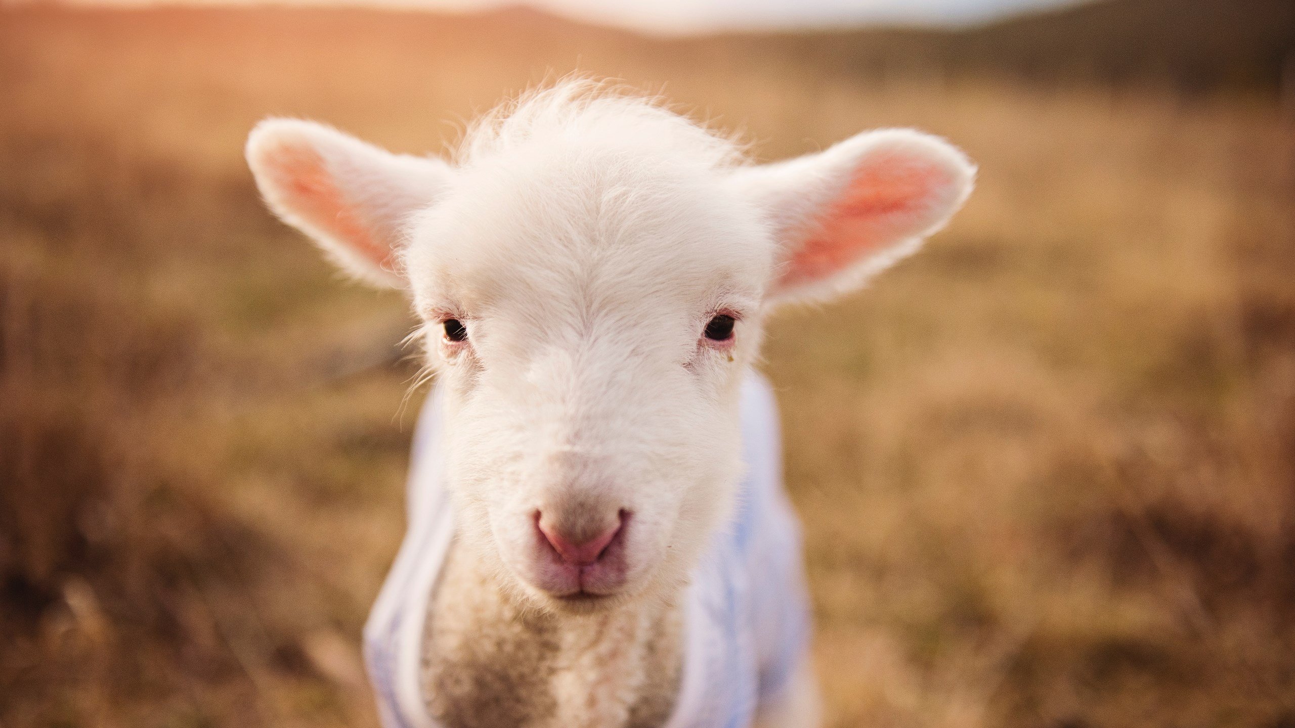 国家队技战术水平提升瓶颈,国家技巧队