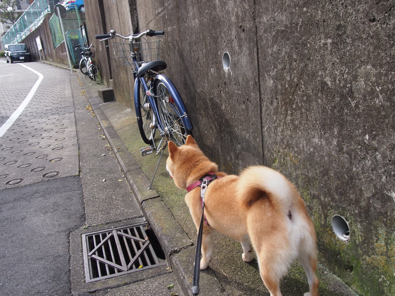 国际乒联混合团体世界杯:加拿大队的崛起与突破,加拿大乒乓球外援
