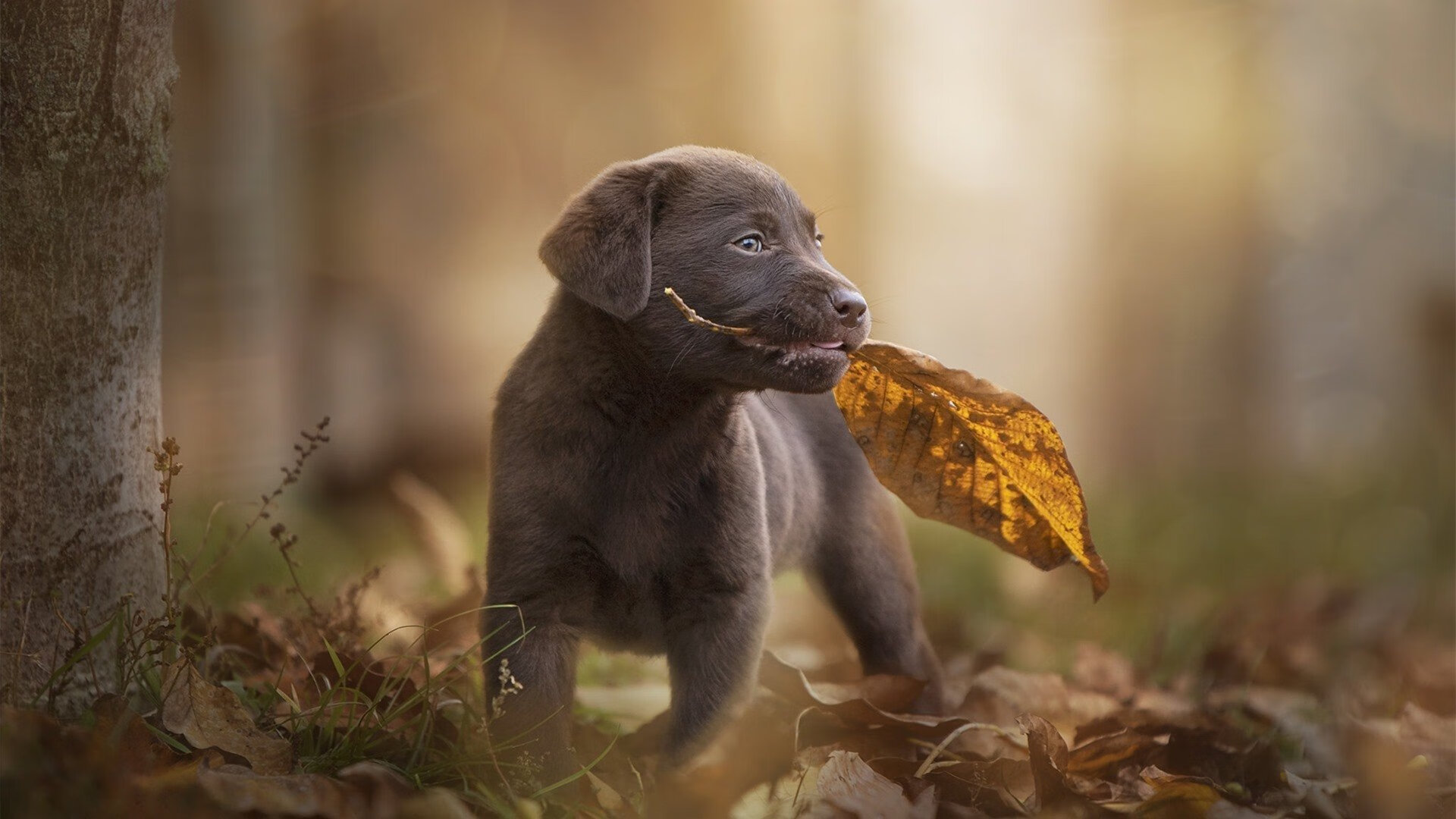 九游登录入口-埃及队2024年世界杯：如何挑战更高水平的乒乓对抗，埃及世界杯历史战绩