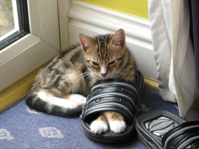 战术板在现场沟通中的使用频率是否影响比赛效果,战术板软件下载