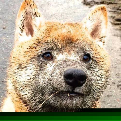 斯特拉斯堡快攻犀利撕破对手防线,1518斯特拉斯堡