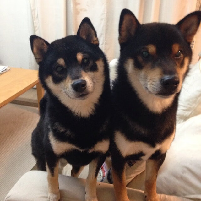 篮球世界杯最新赛况分析,篮球世界杯赛程及场地