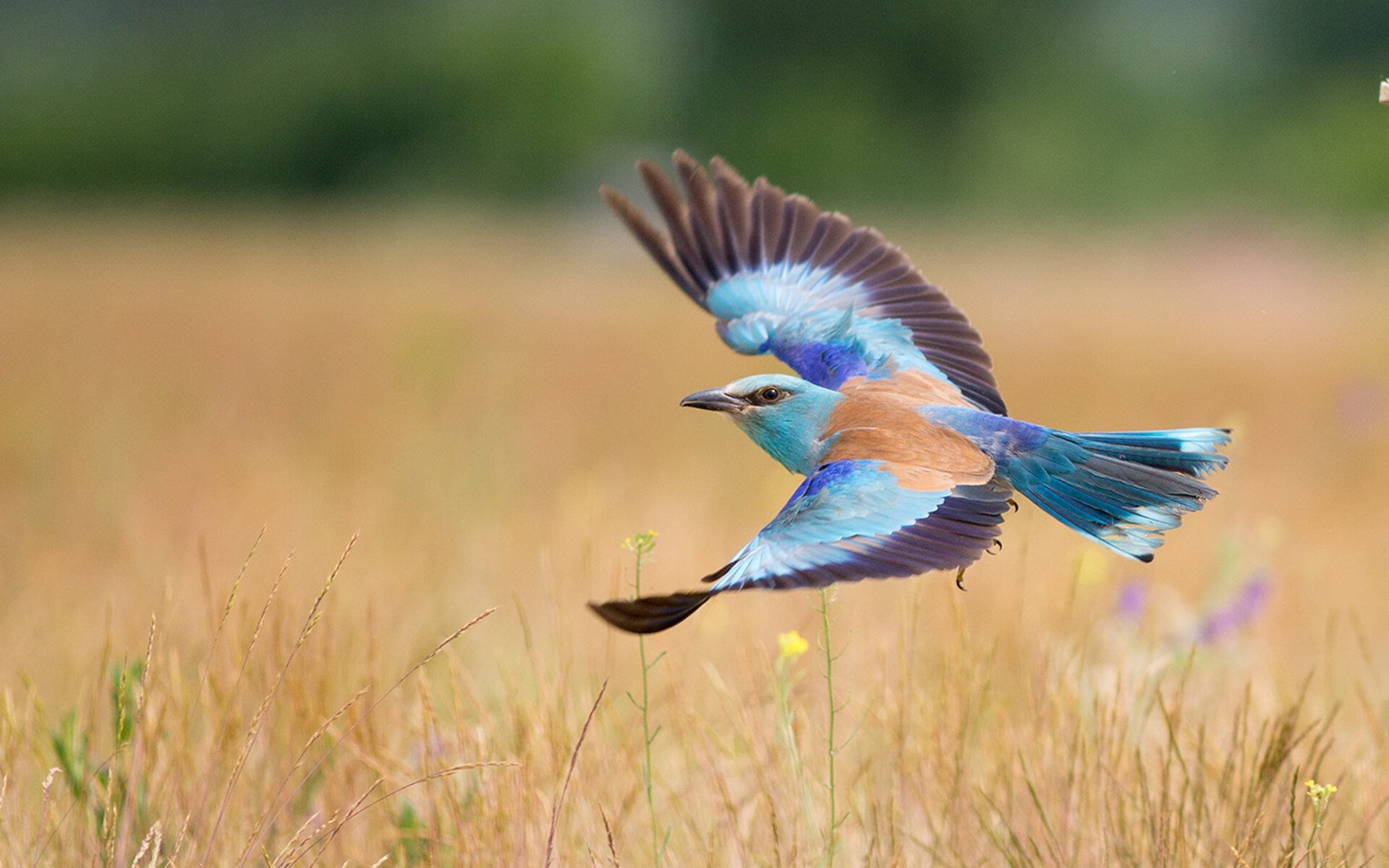 英超赛季中期最佳阵容预测,英超赛季总结